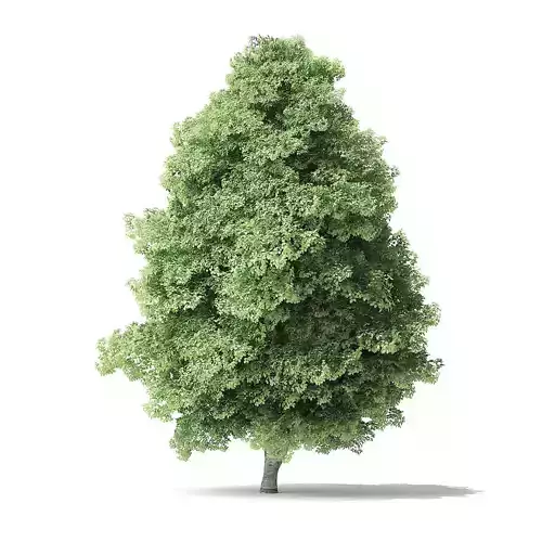 Red Alder Tree 3D Model 12 m 3D model