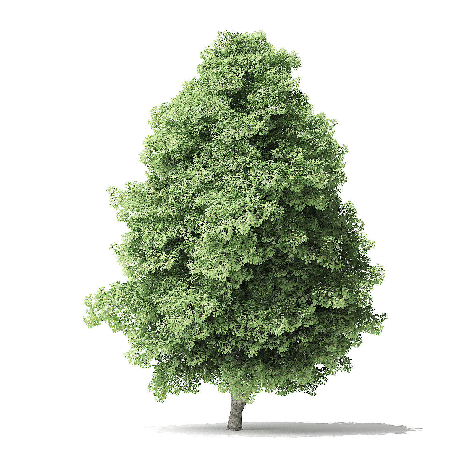 Red Alder Tree 3D Model 12 m