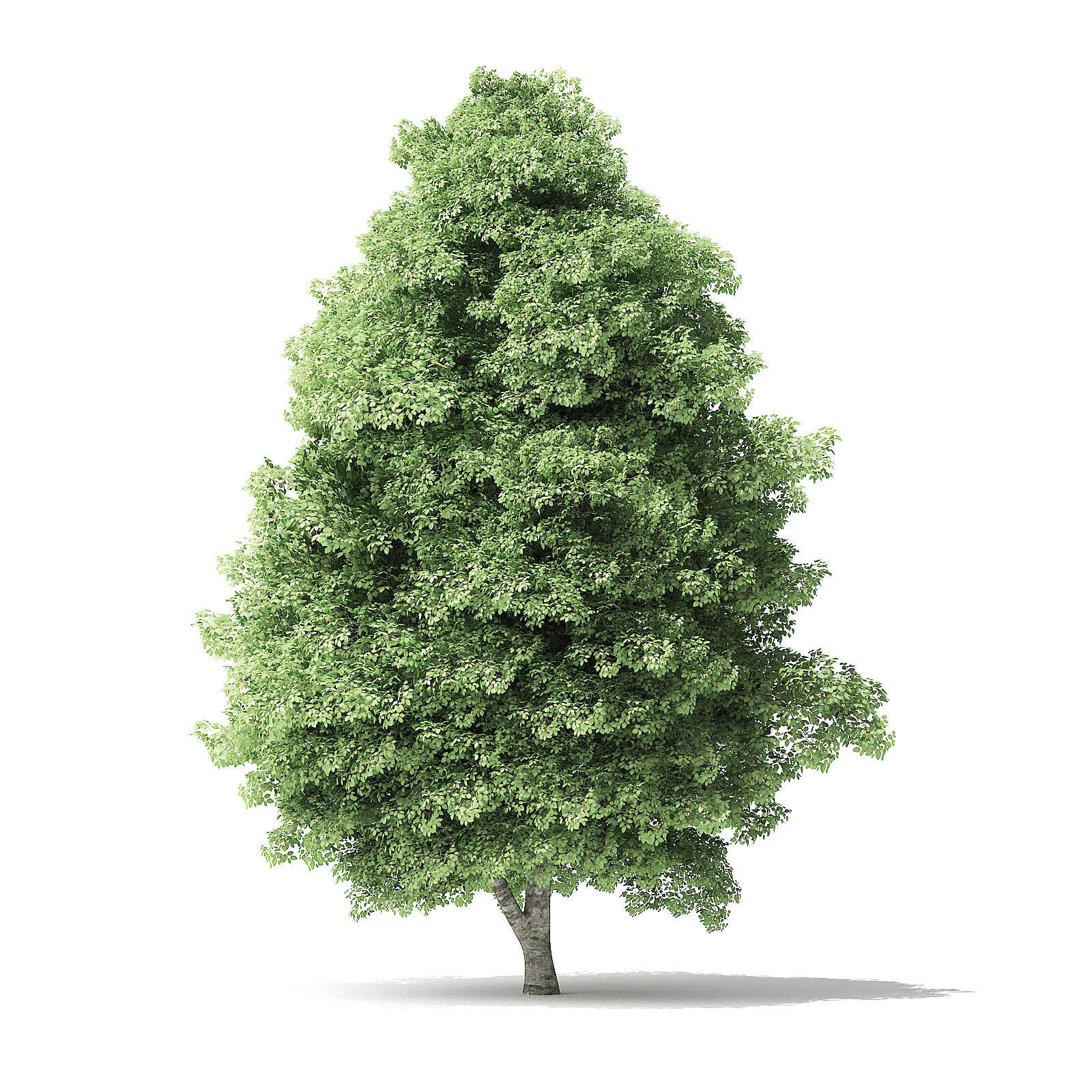 Red Alder Tree 3D Model 12 m 3D model_4