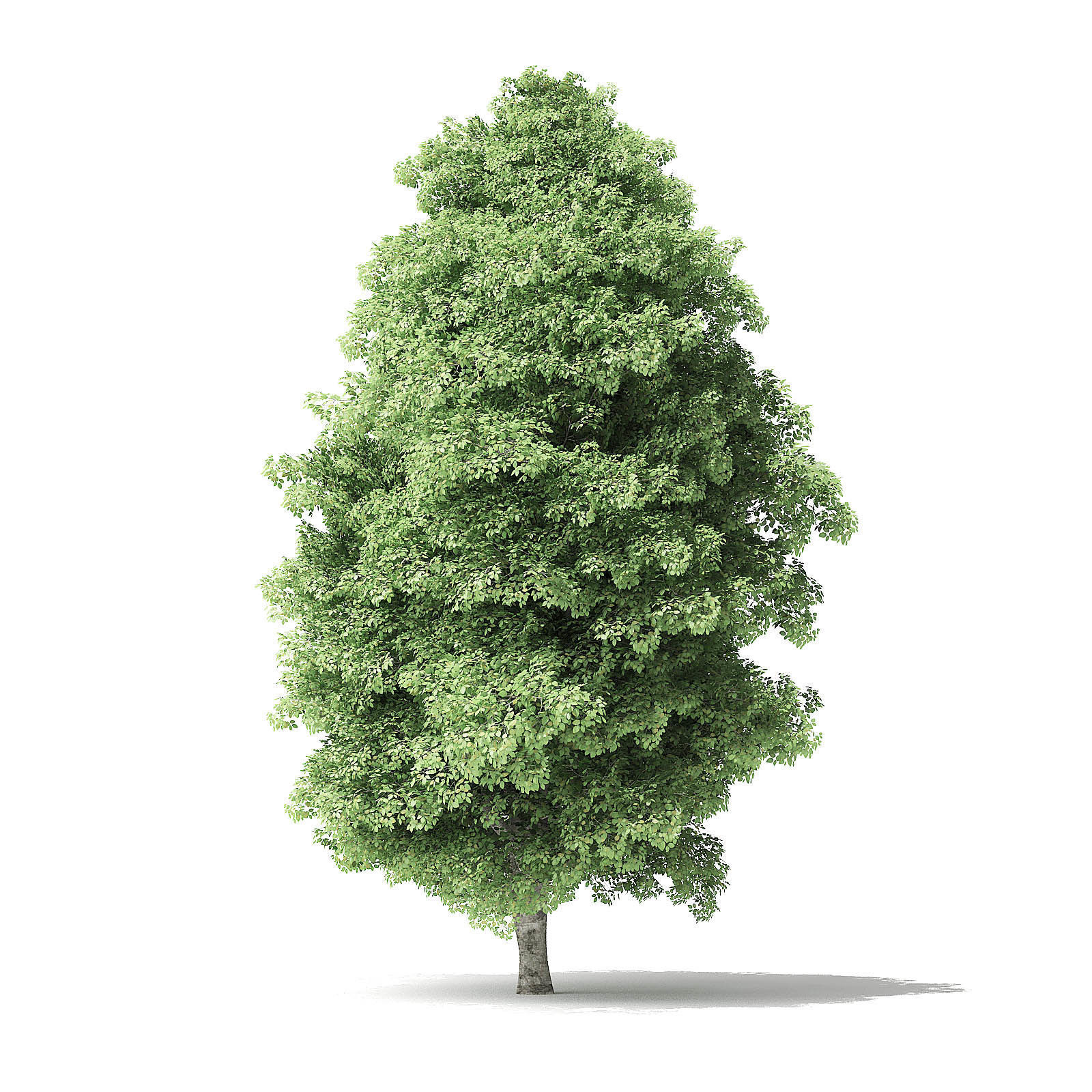 Red Alder Tree 3D Model 12 m 3D model_6