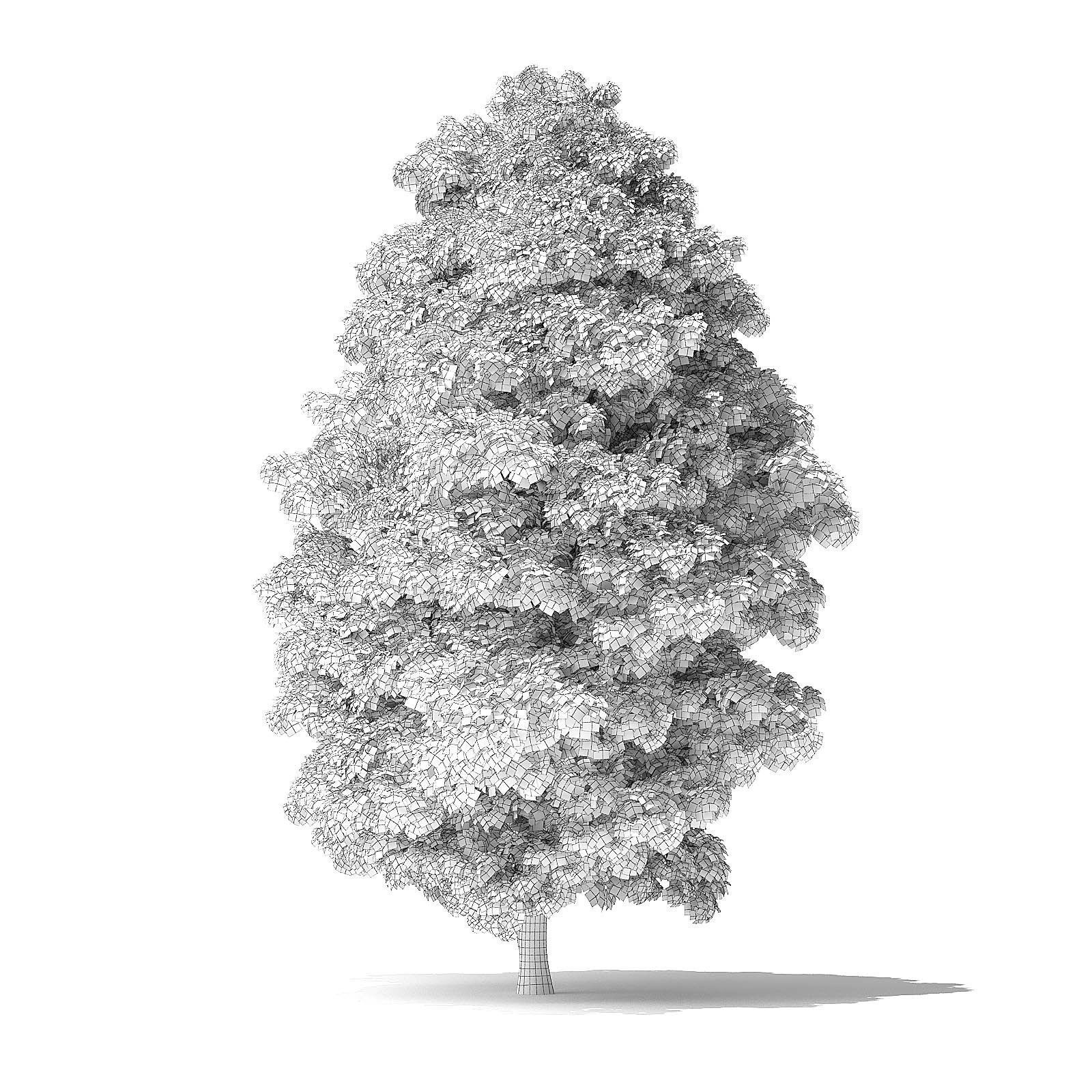 Red Alder Tree 3D Model 12 m 3D model_7