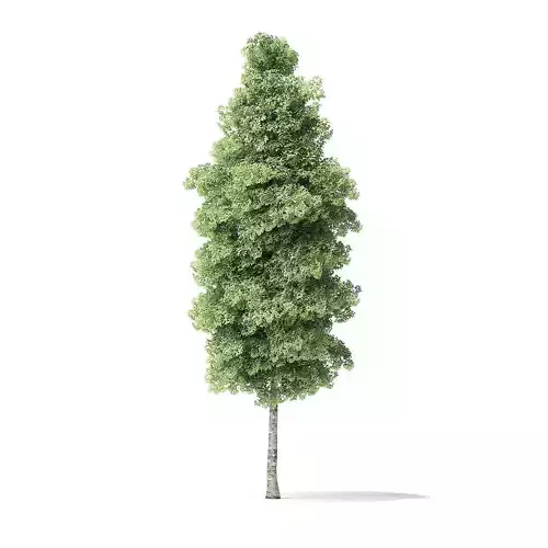 Red Alder Tree 3D Model 14m