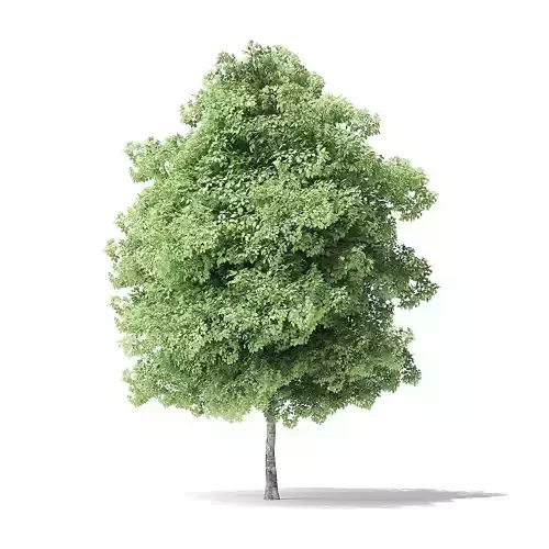 Red Alder Tree 3D Model 5m
