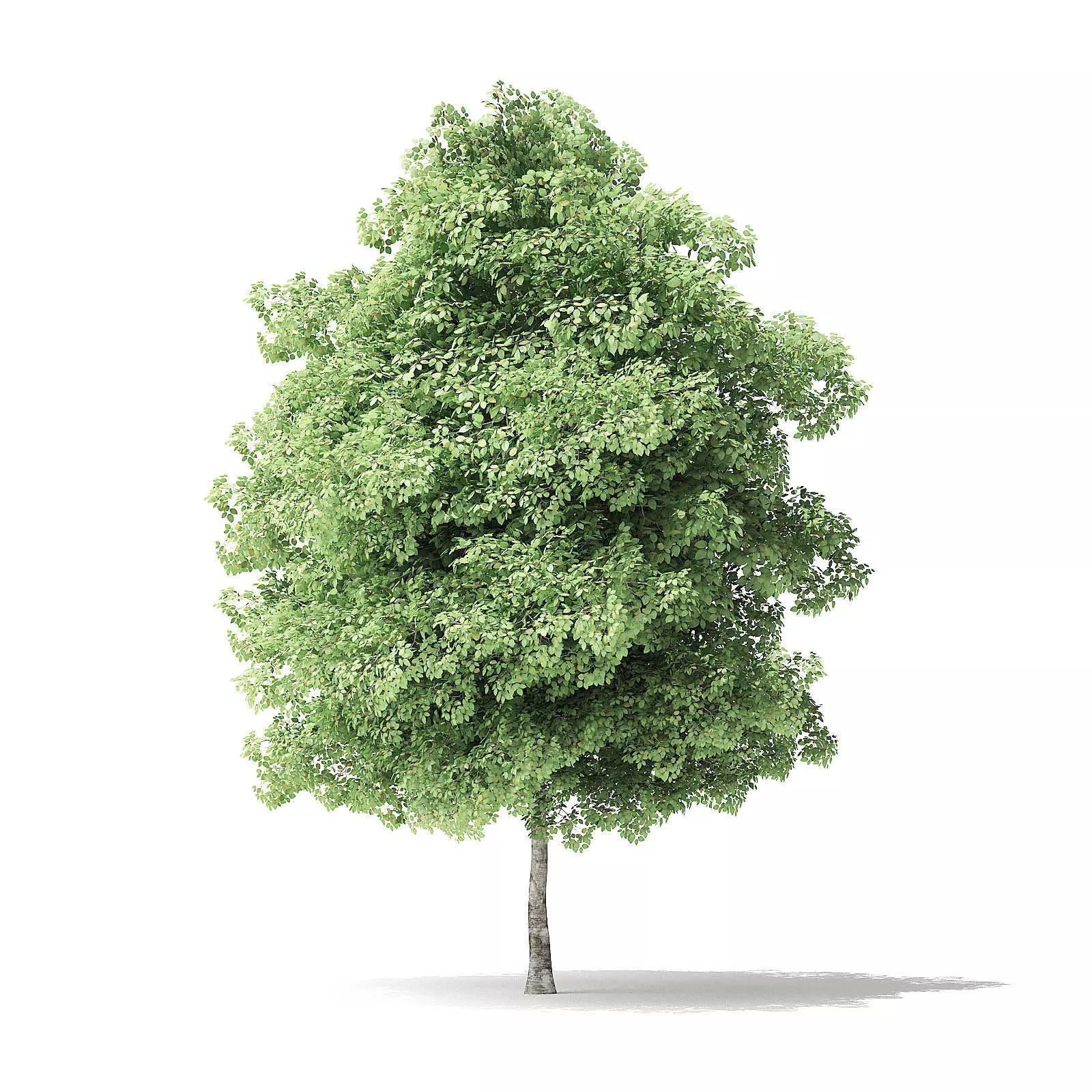 Red Alder Tree 3D Model 5m 3D model
