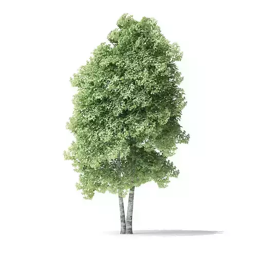 Red Alder Tree 3D Model 6m