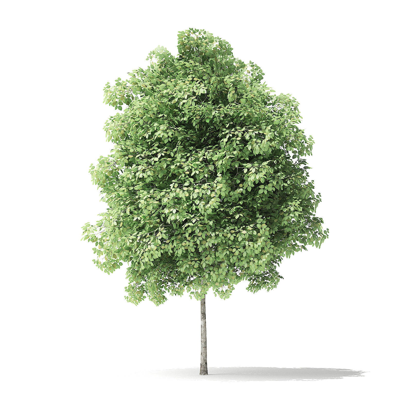 Red Alder Tree 3D Model 3m 3D model_2