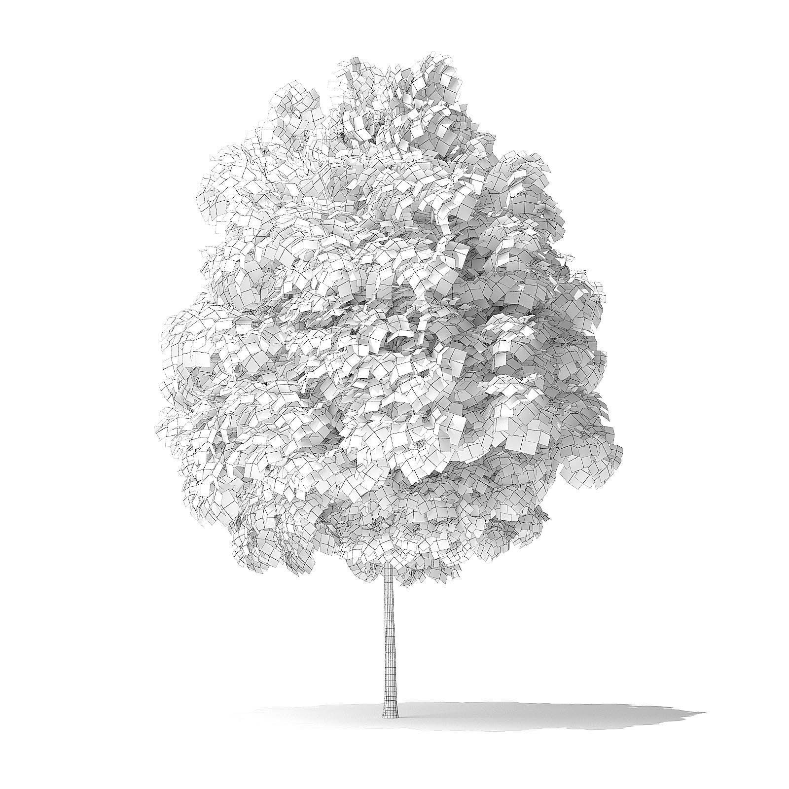 Red Alder Tree 3D Model 3m 3D model_5
