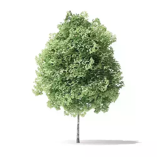 Red Alder Tree 3D Model 3m