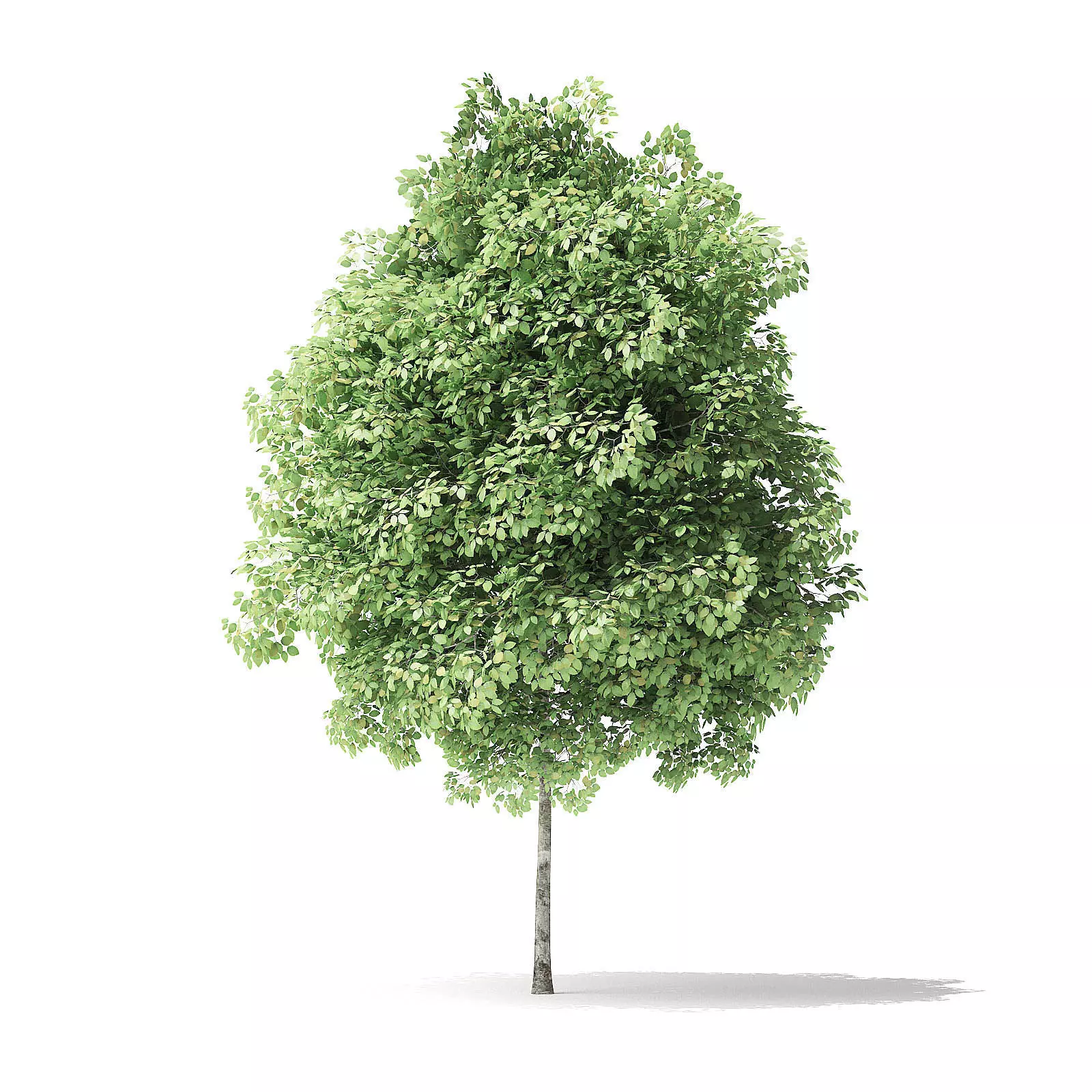 Red Alder Tree 3D Model 3m 3D model_0
