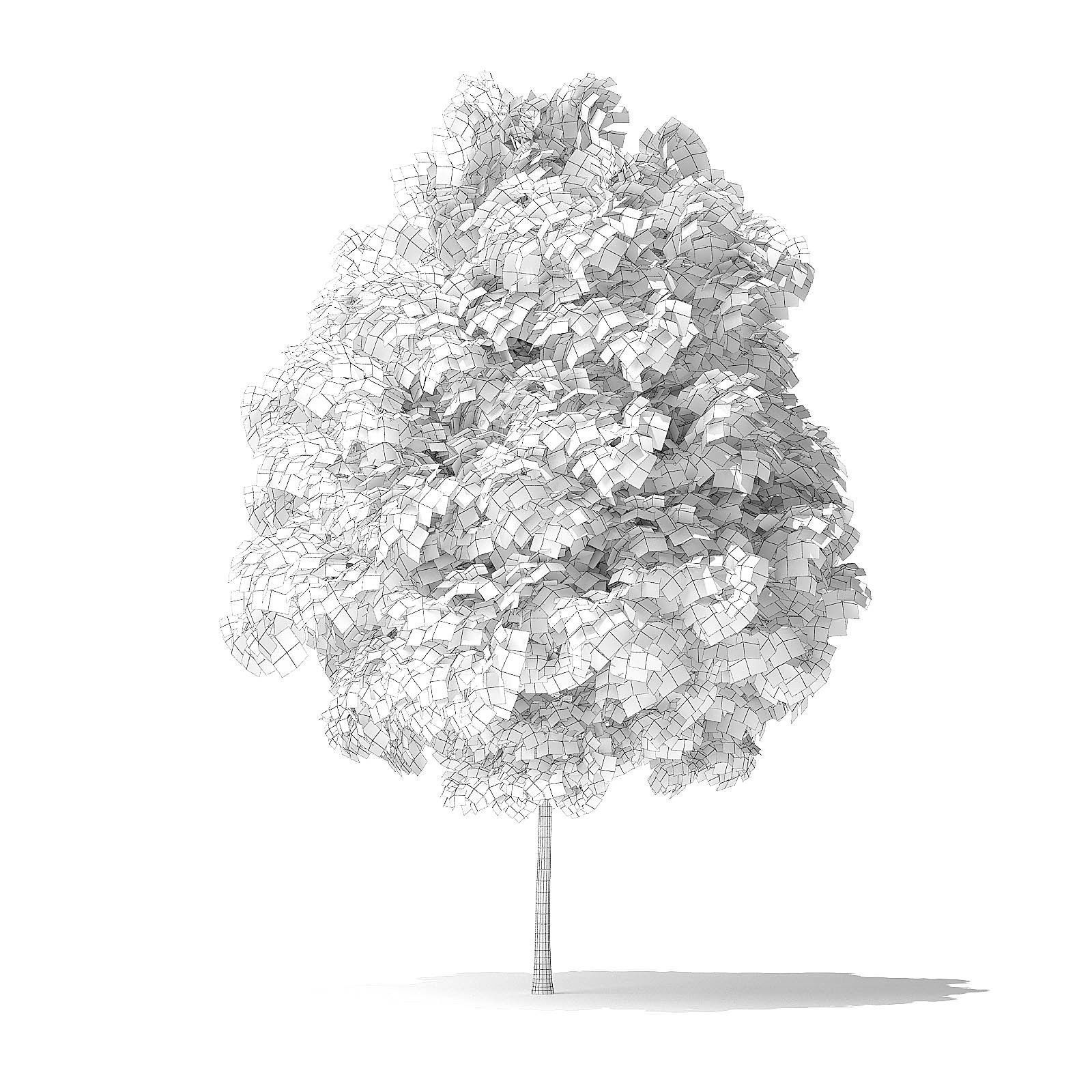 Red Alder Tree 3D Model 3m 3D model_1