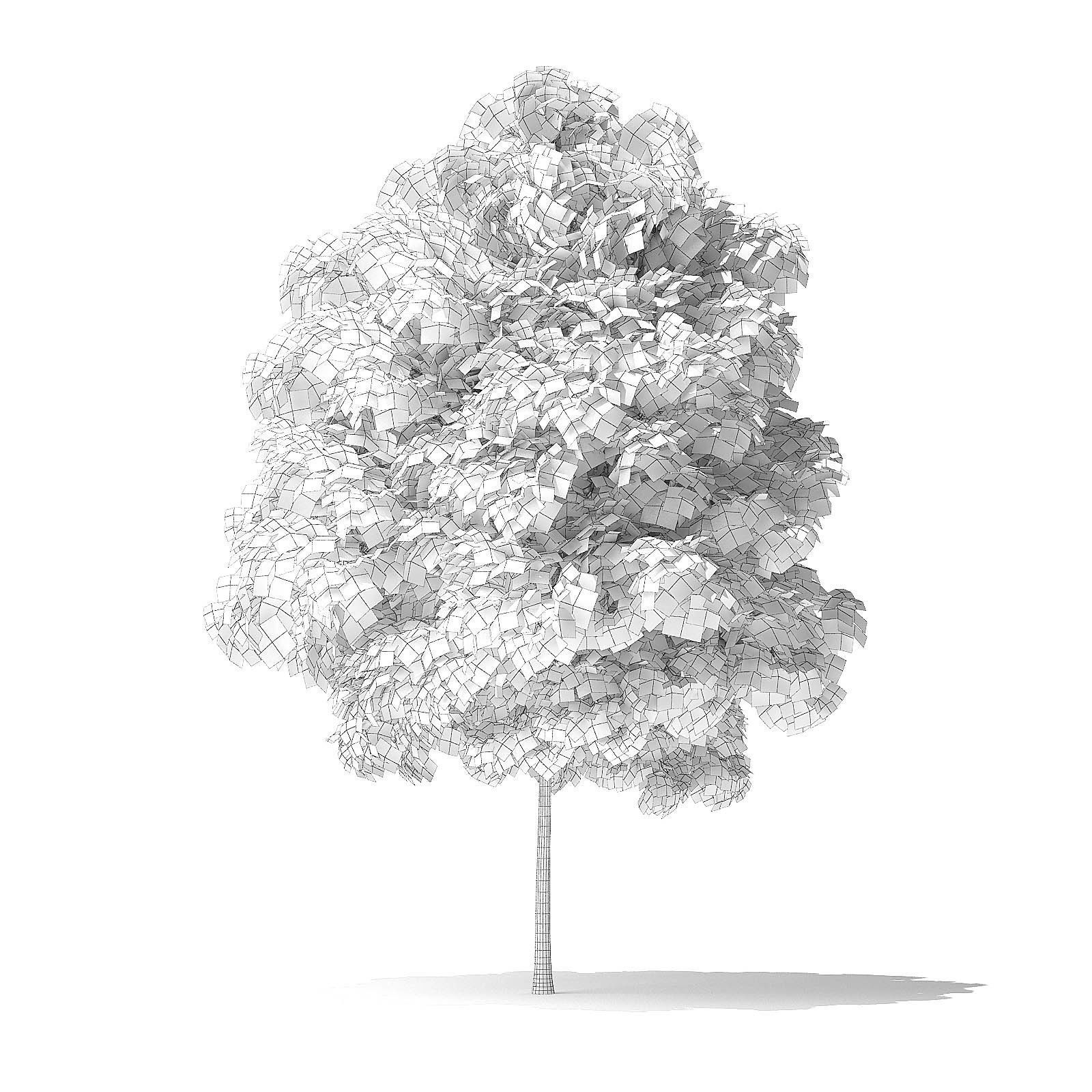 Red Alder Tree 3D Model 3m 3D model_7