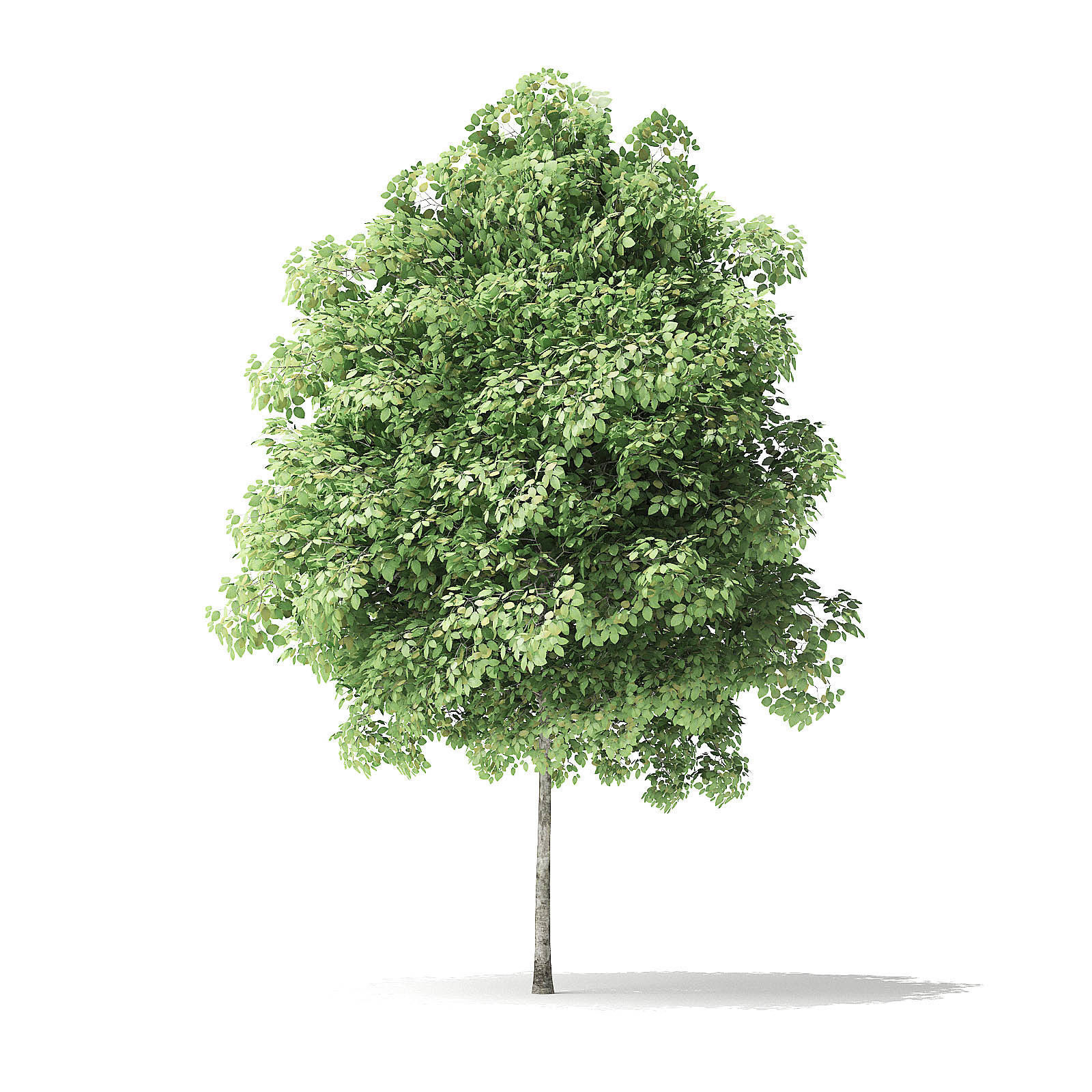 Red Alder Tree 3D Model 3m 3D model_6