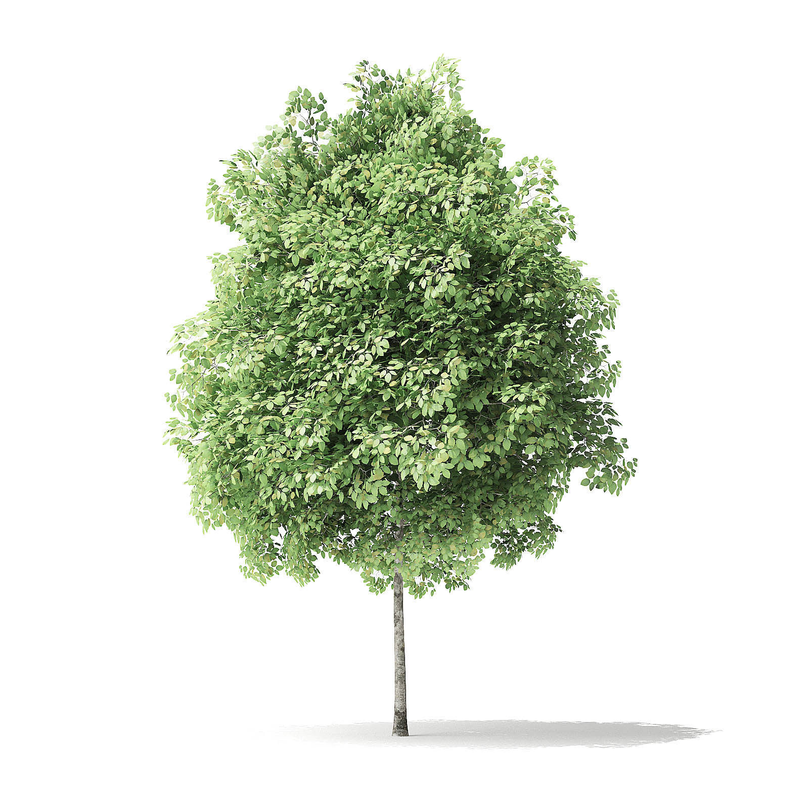 Red Alder Tree 3D Model 3m 3D model_4