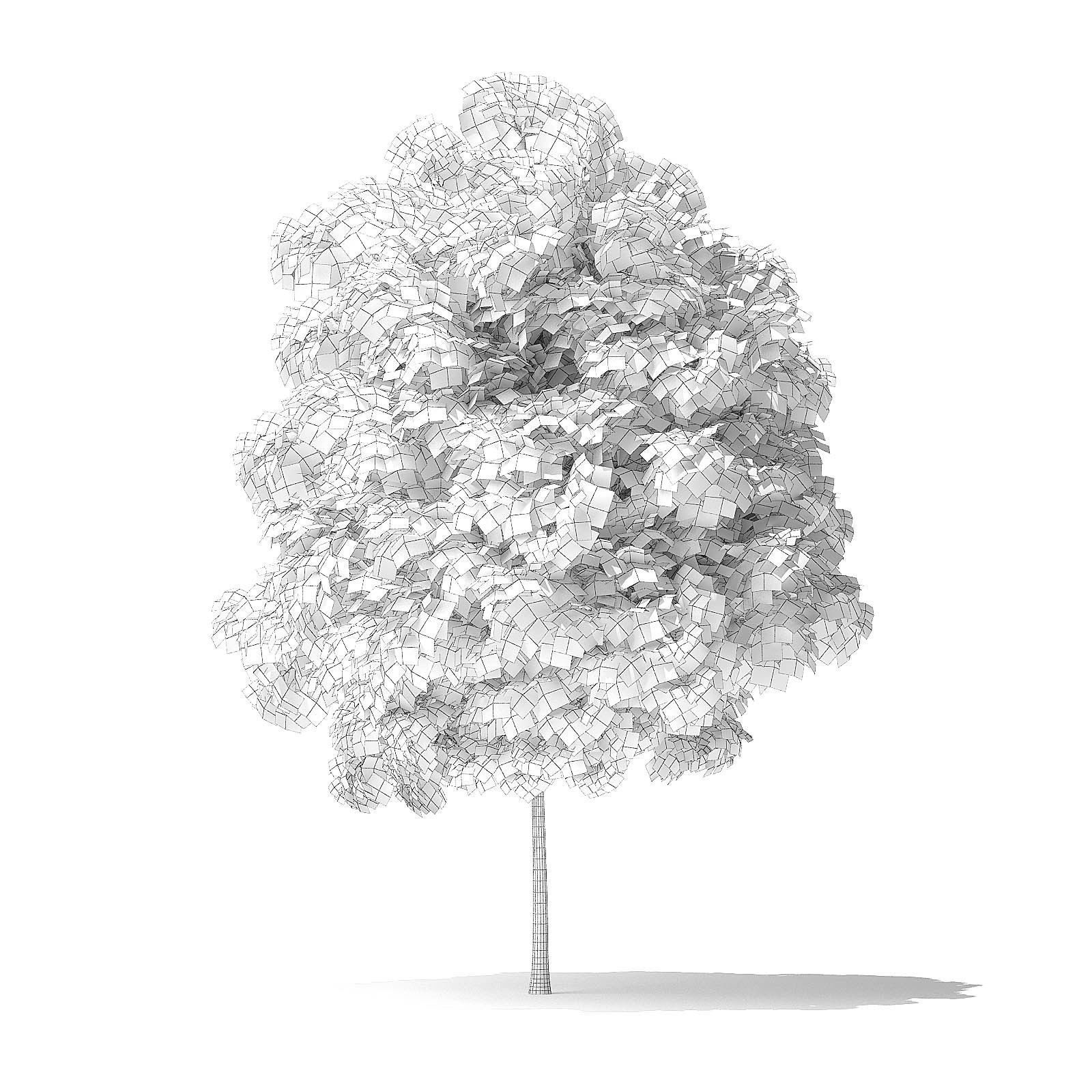 Red Alder Tree 3D Model 3m 3D model_3