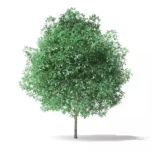 Green Ash Tree 3D Model 3m
