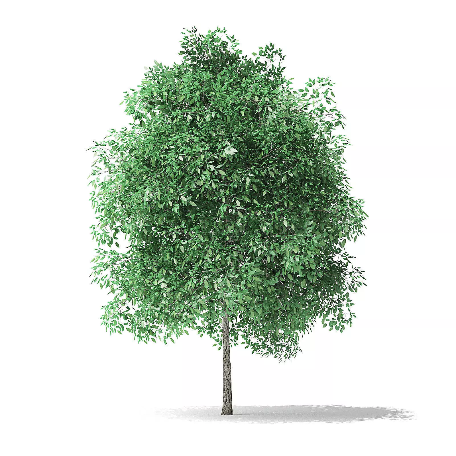 Green Ash Tree 3D Model 4m 3D model