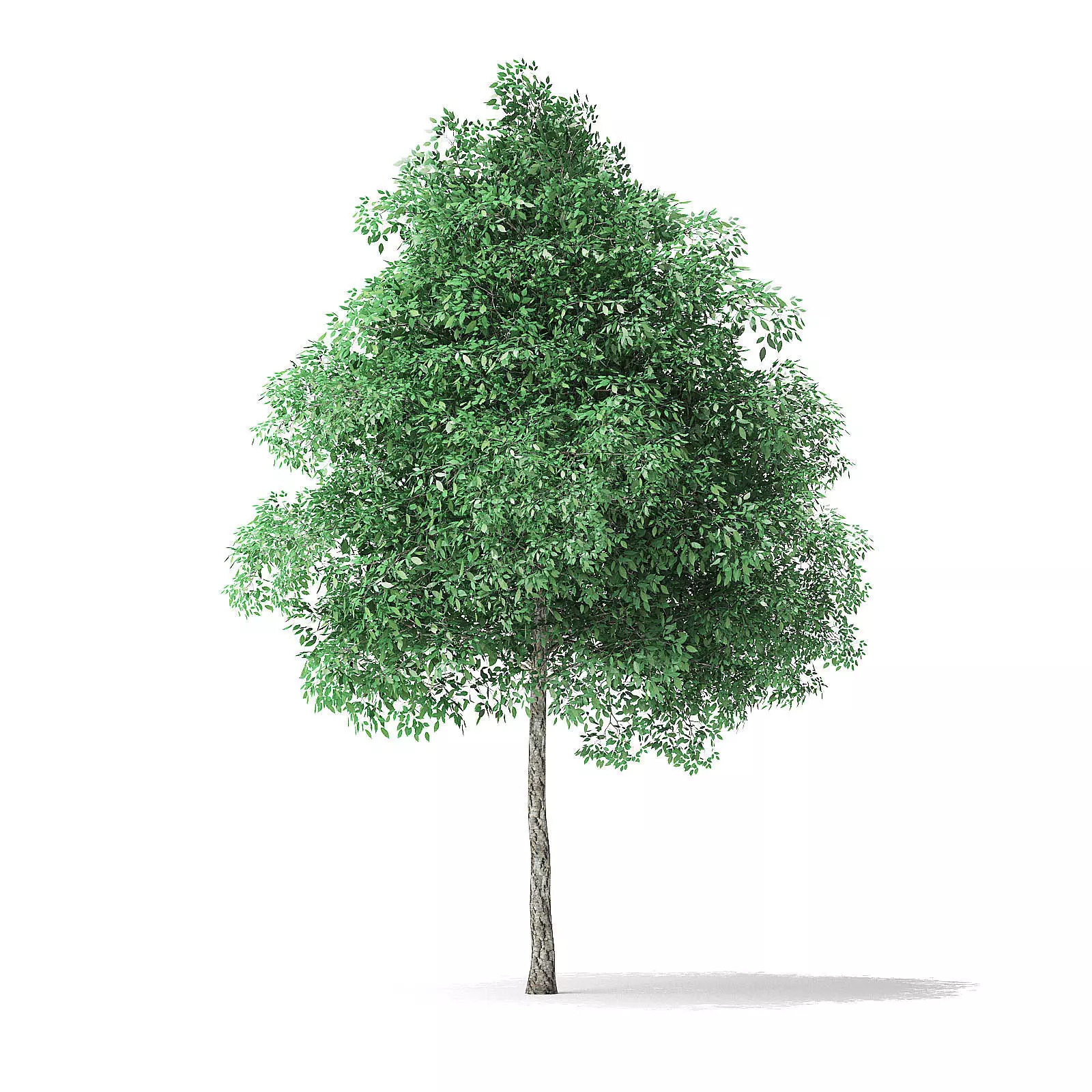 Green Ash Tree 3D Model 6m 3D model_0