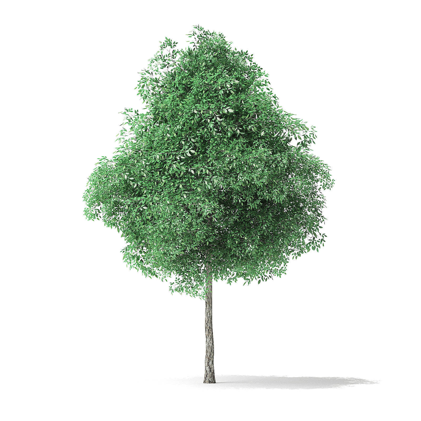 Green Ash Tree 3D Model 6m 3D model_2
