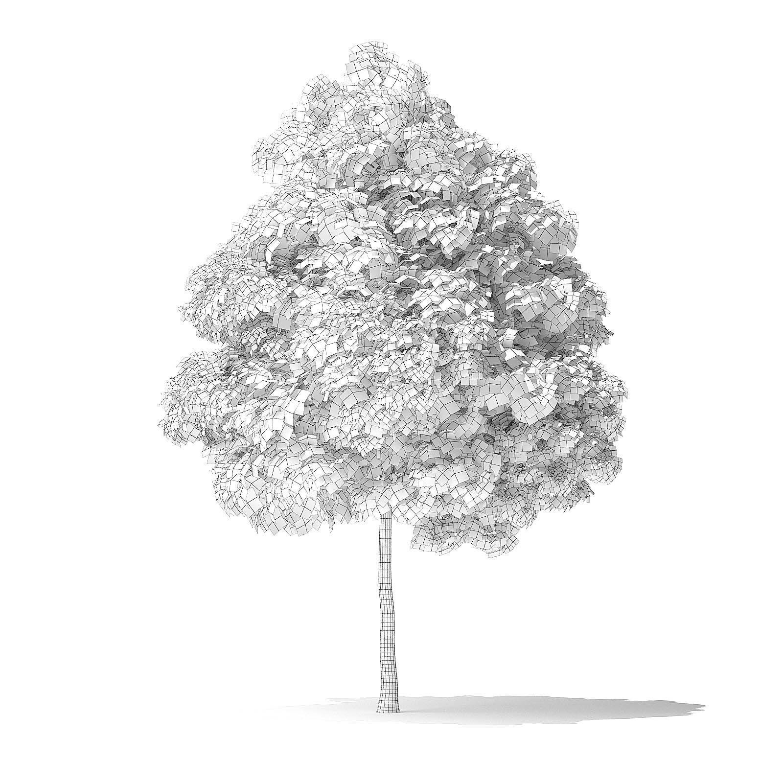Green Ash Tree 3D Model 6m 3D model_1
