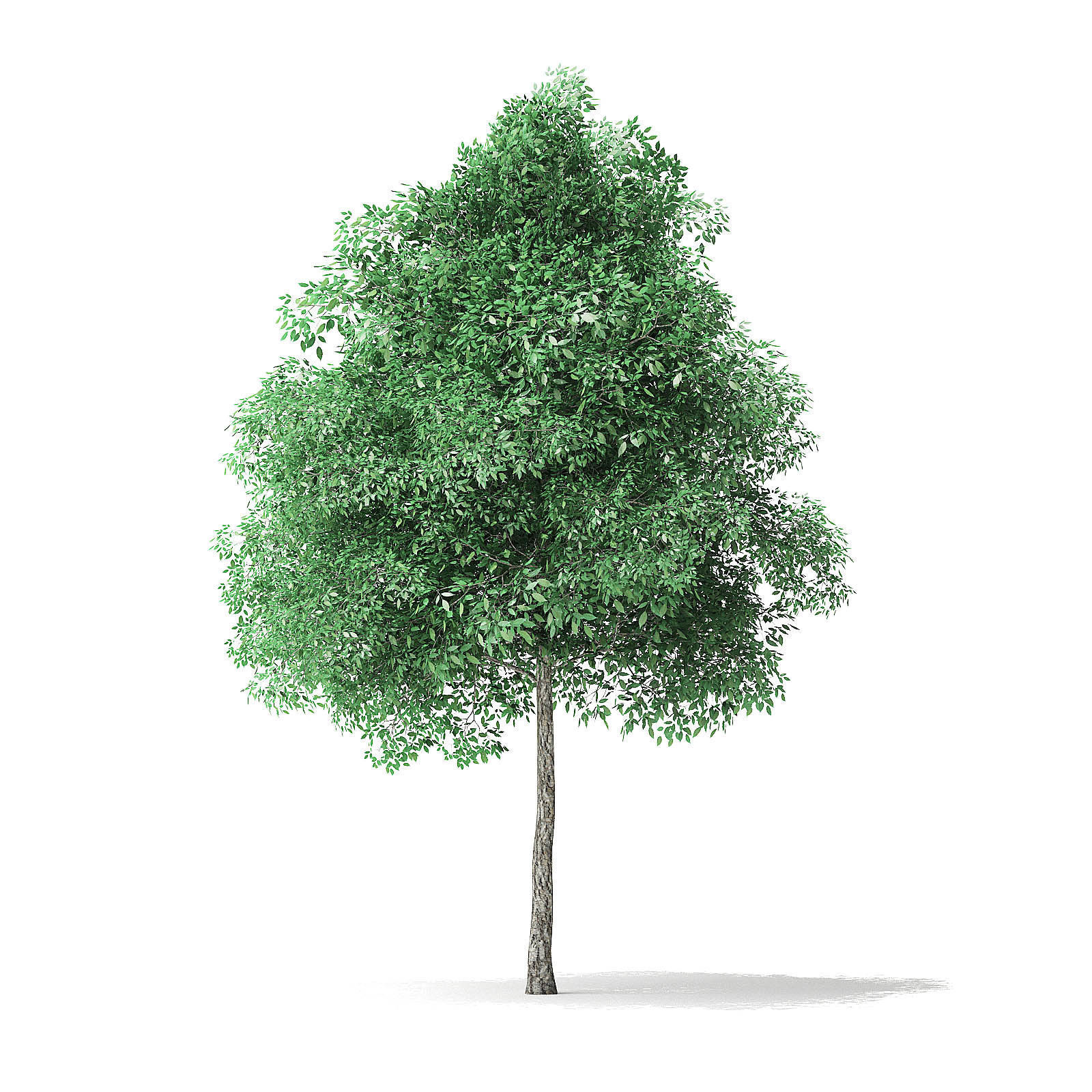 Green Ash Tree 3D Model 6m 3D model_4