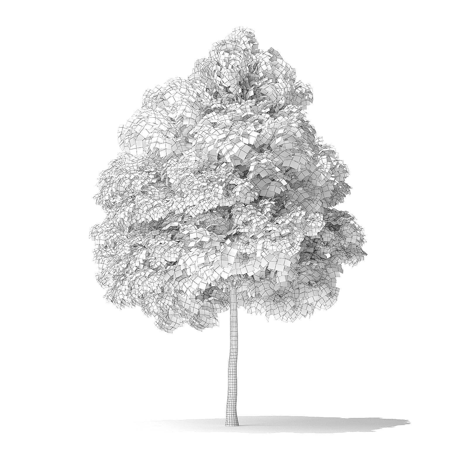 Green Ash Tree 3D Model 6m 3D model_5