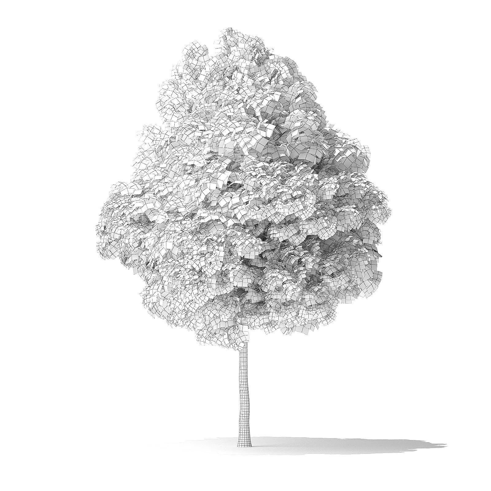 Green Ash Tree 3D Model 6m 3D model_3