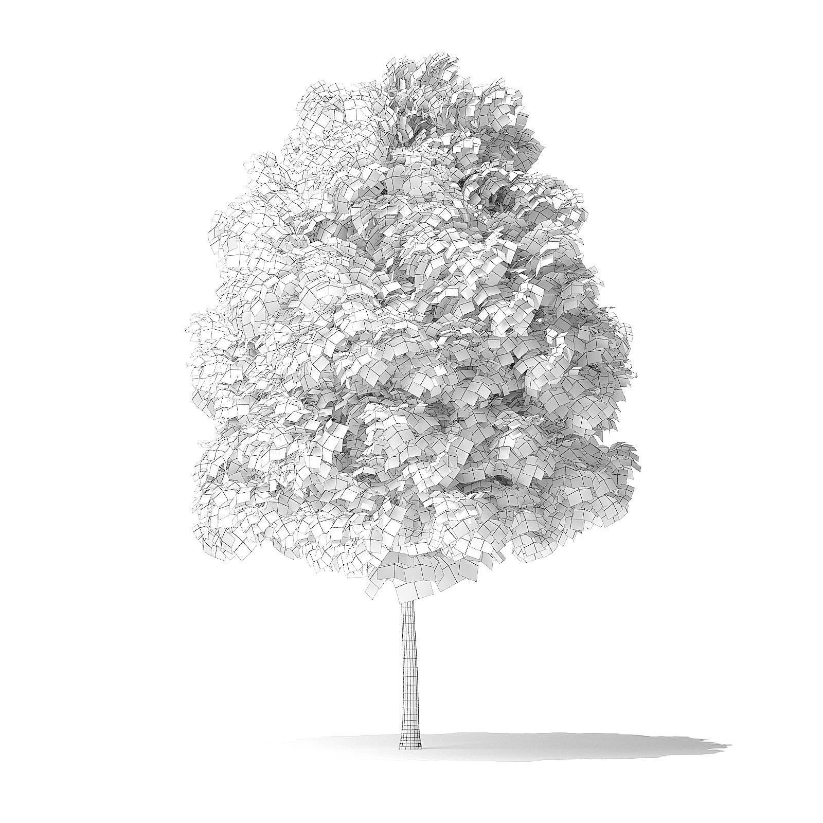 Green Ash Tree 3D Model 4m 3D model_1