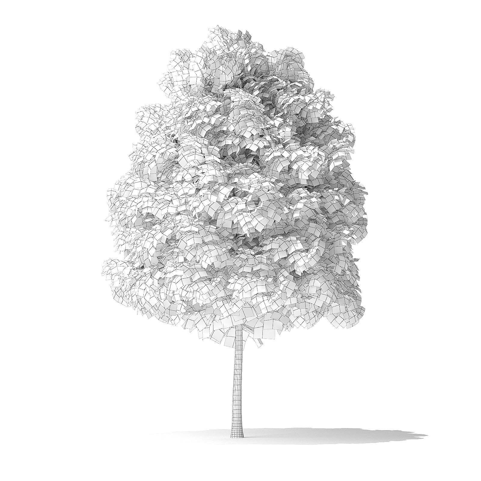 Green Ash Tree 3D Model 4m 3D model_5