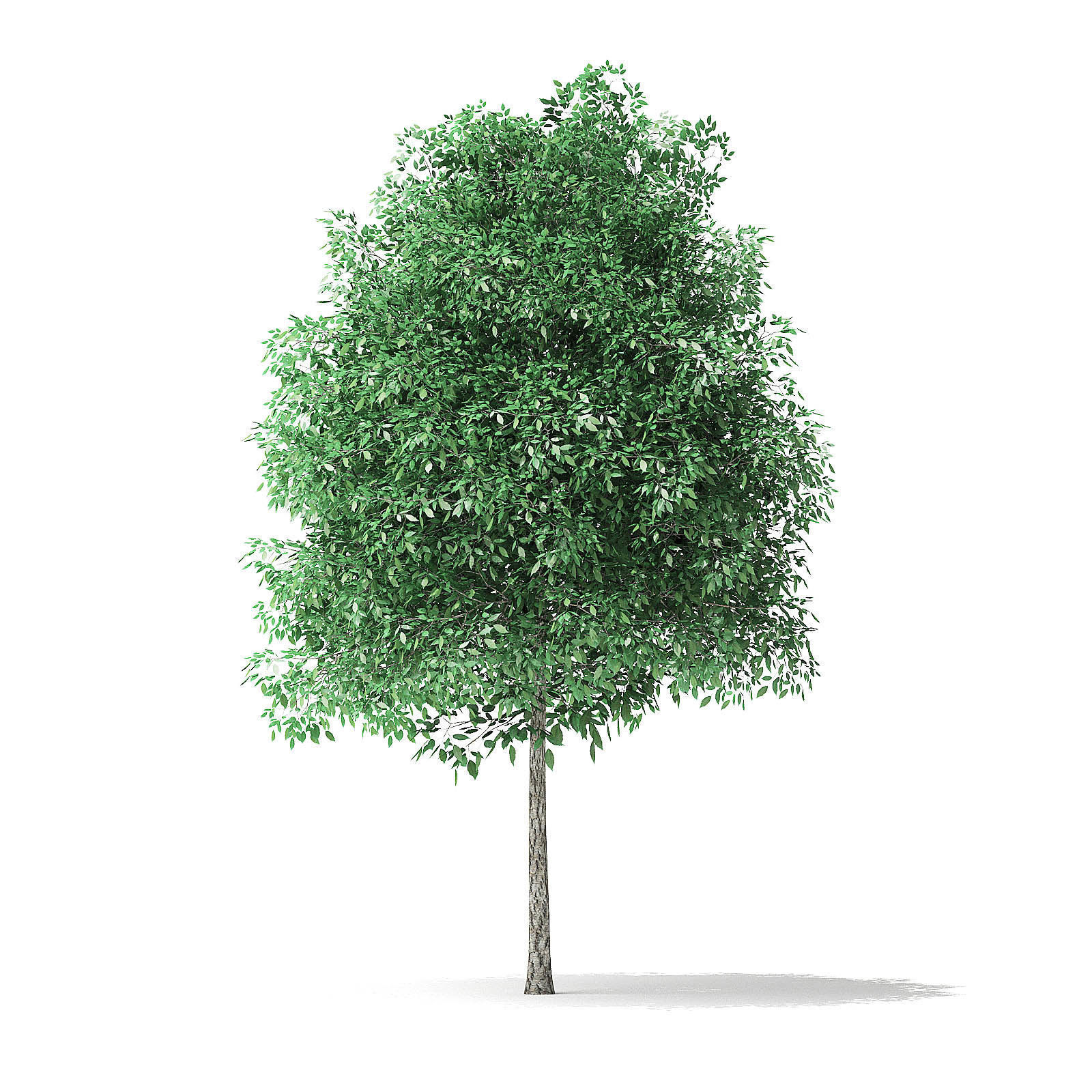 Green Ash Tree 3D Model 4m 3D model_2