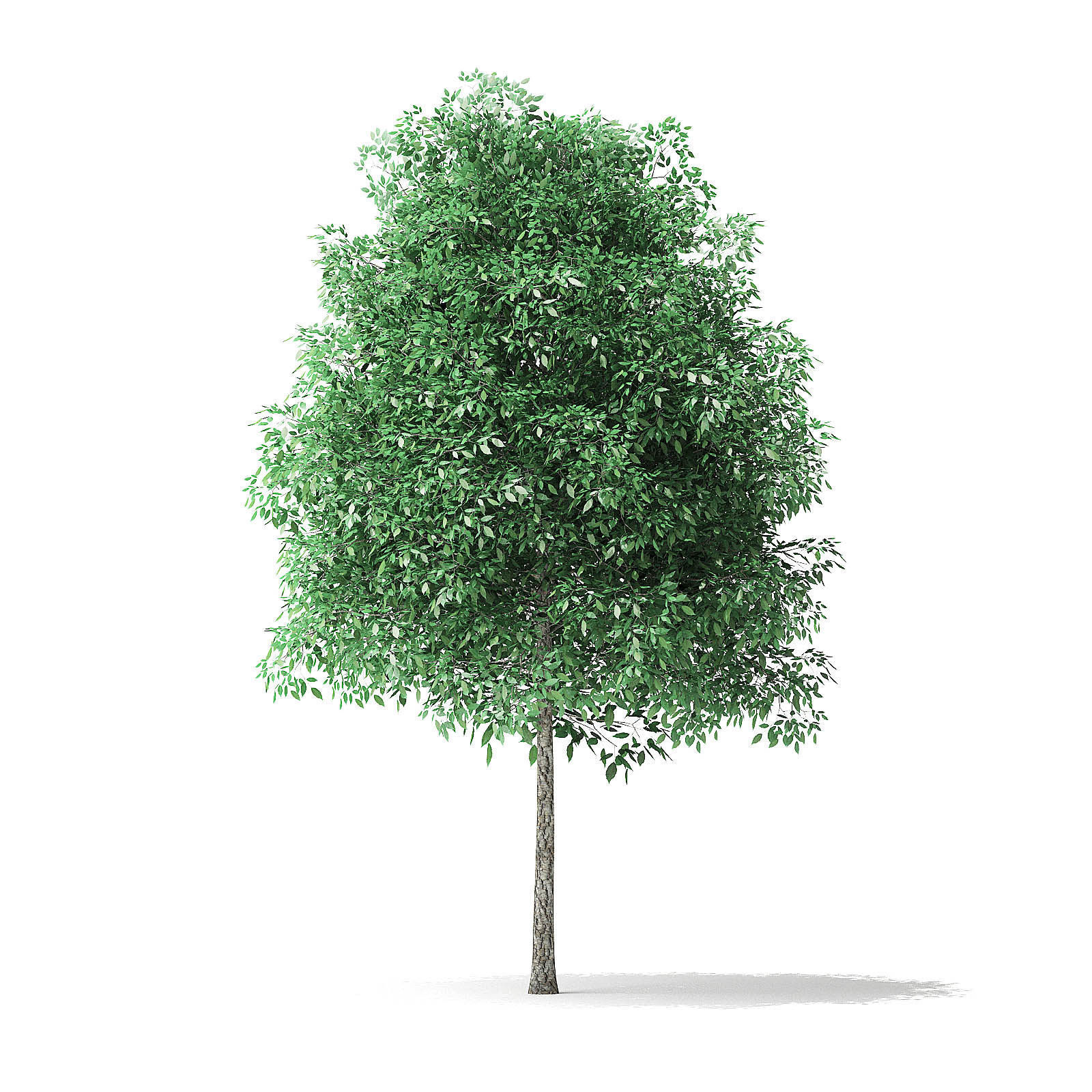 Green Ash Tree 3D Model 4m 3D model_6