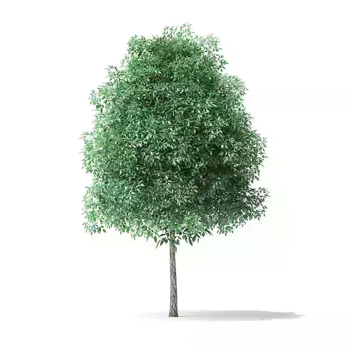 Green Ash Tree 3D Model 4m