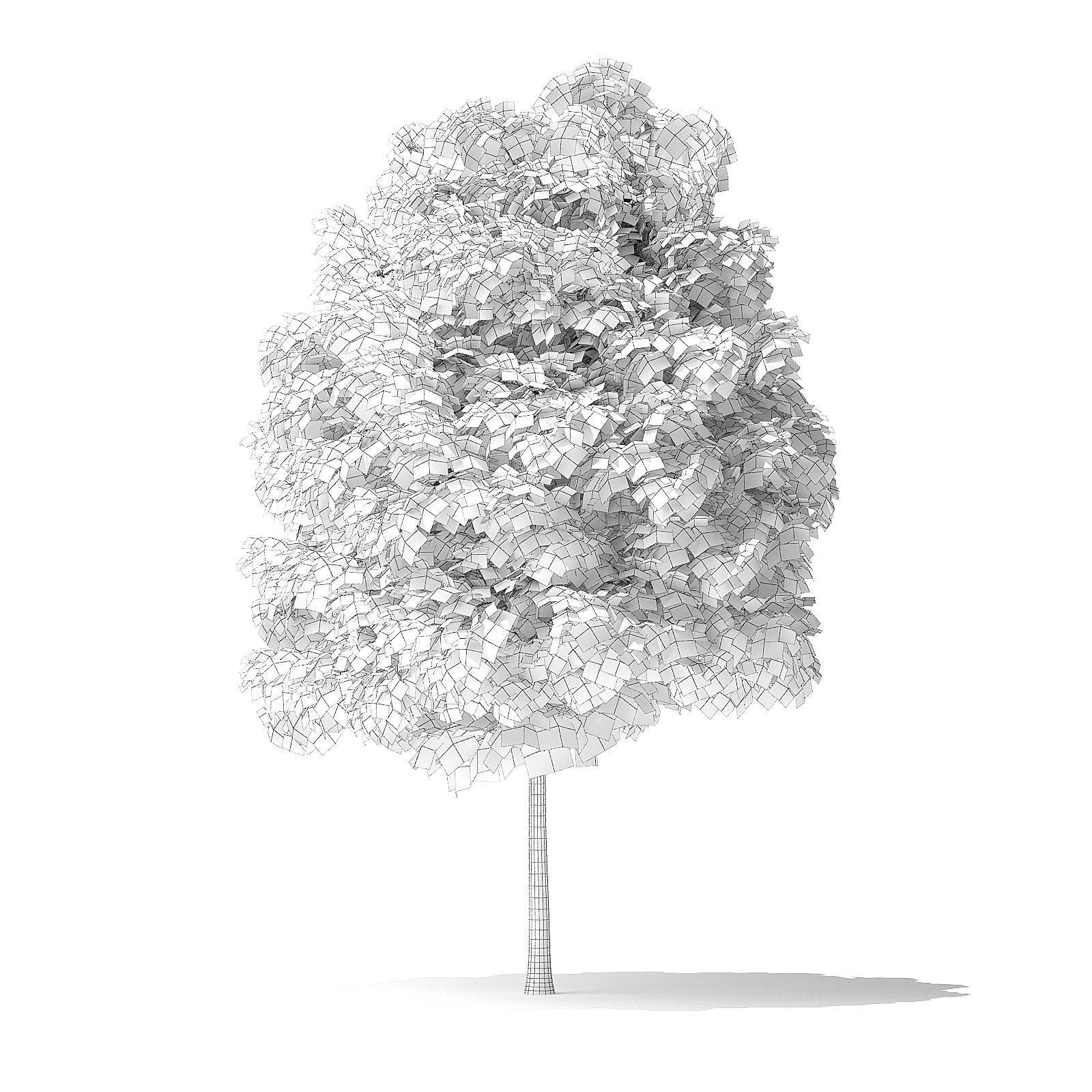 Green Ash Tree 3D Model 4m 3D model_3