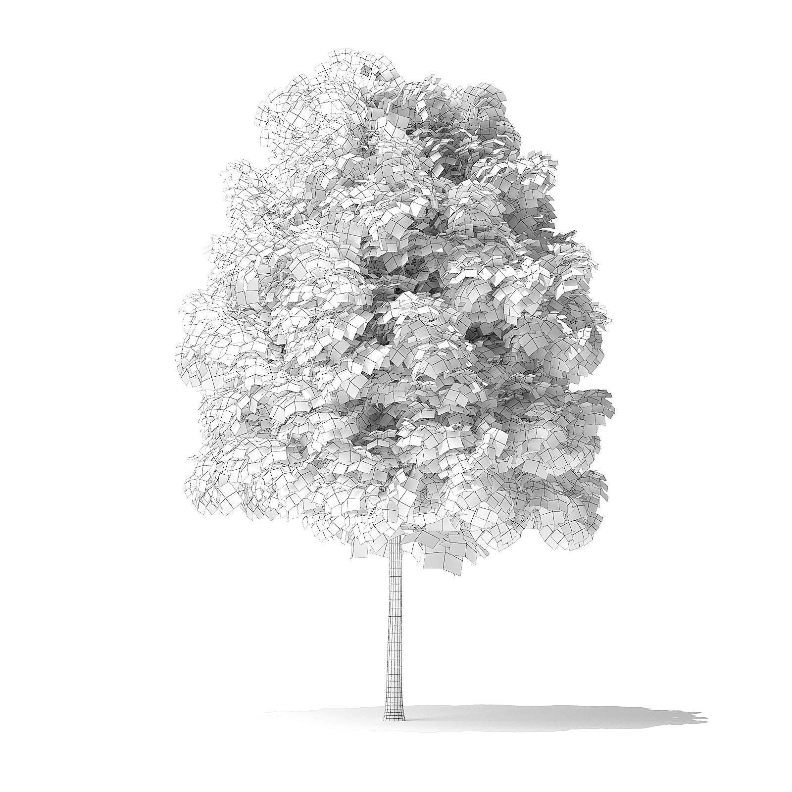 Green Ash Tree 3D Model 4m 3D model_7
