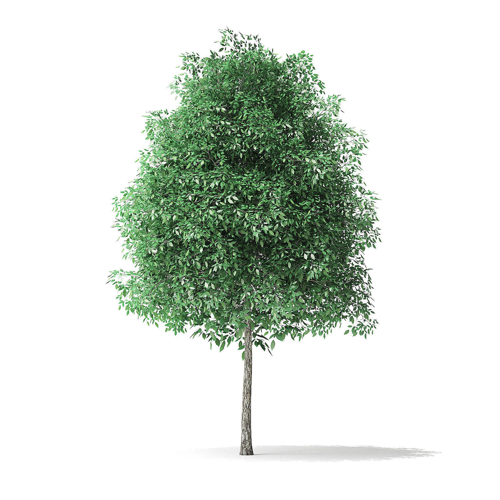 Green Ash Tree 3D Model 4m 3D model_4