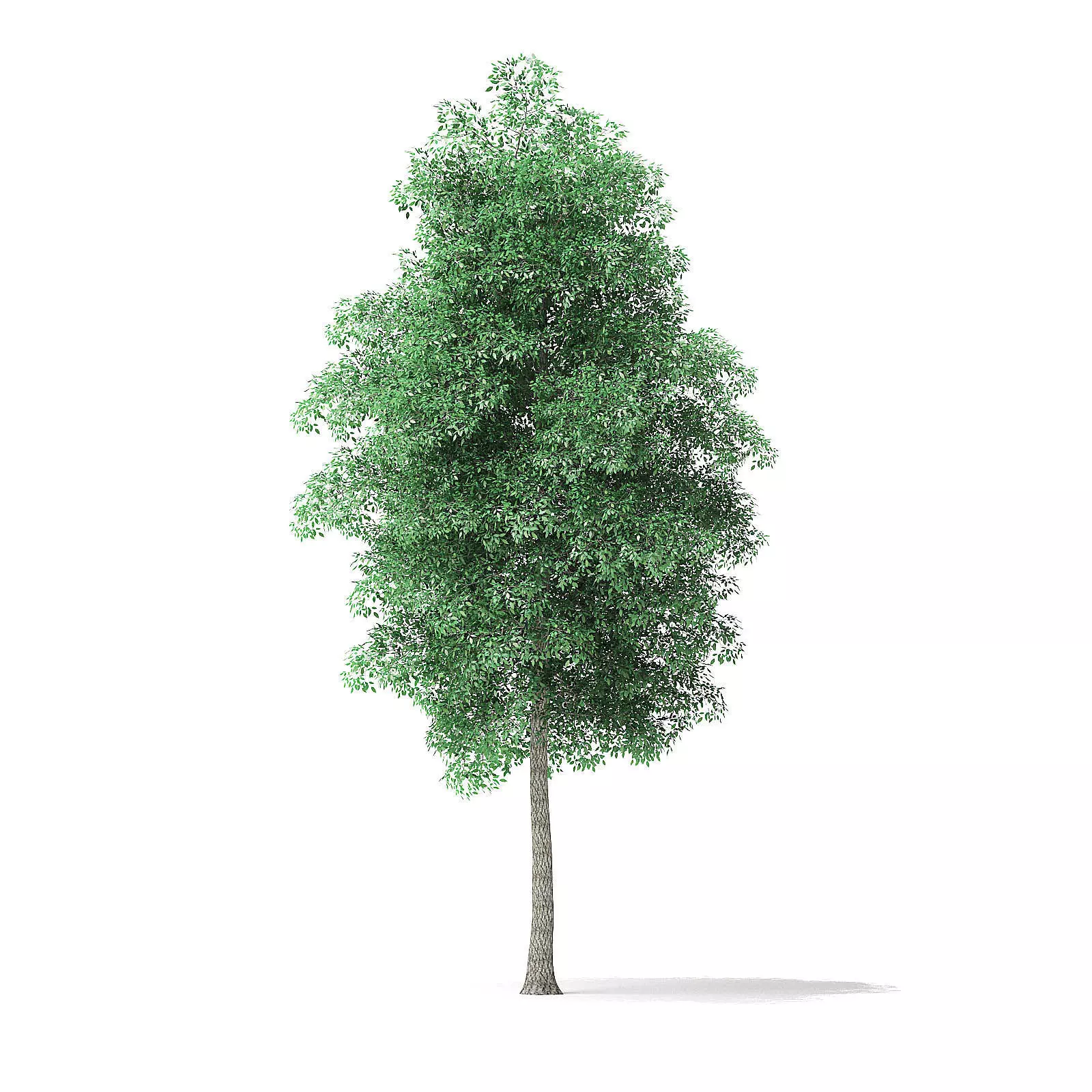 Green Ash Tree 3D Model 8m 3D model