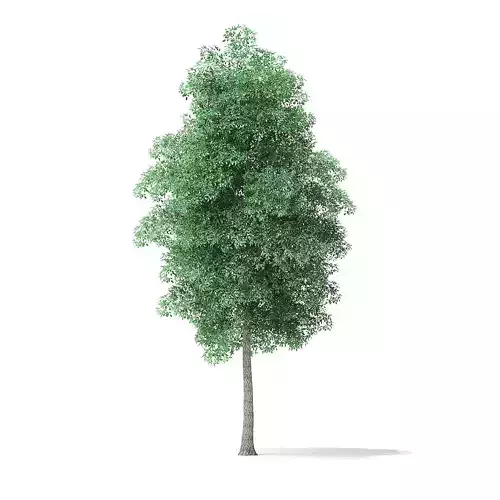 Green Ash Tree 3D Model 8m