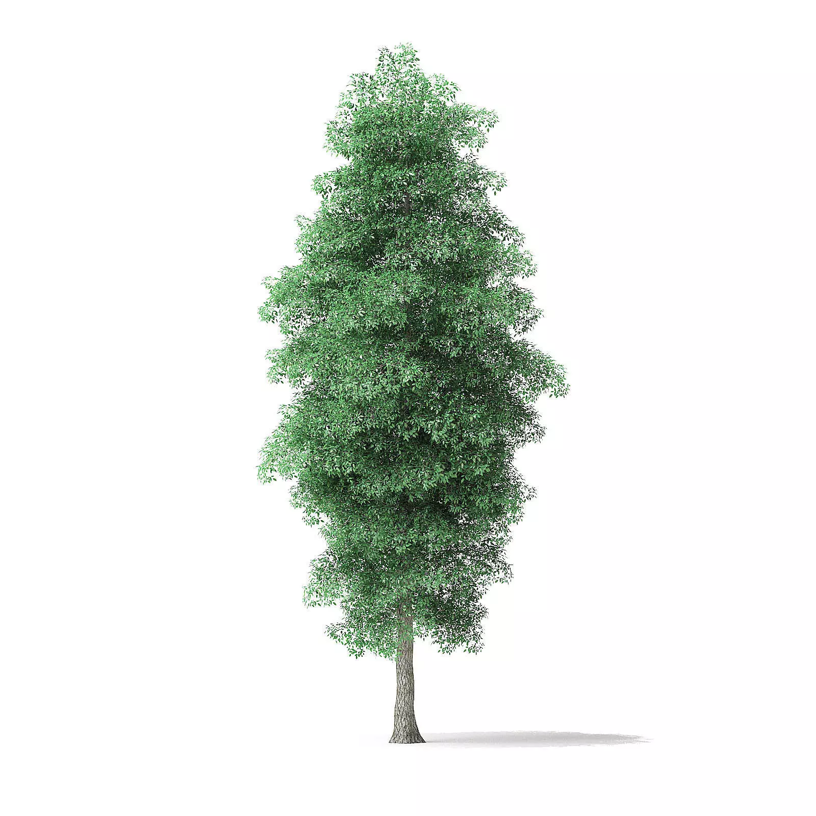 Green Ash Tree 3D Model 9m 3D model