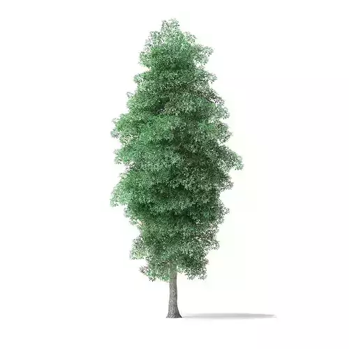 Green Ash Tree 3D Model 9m