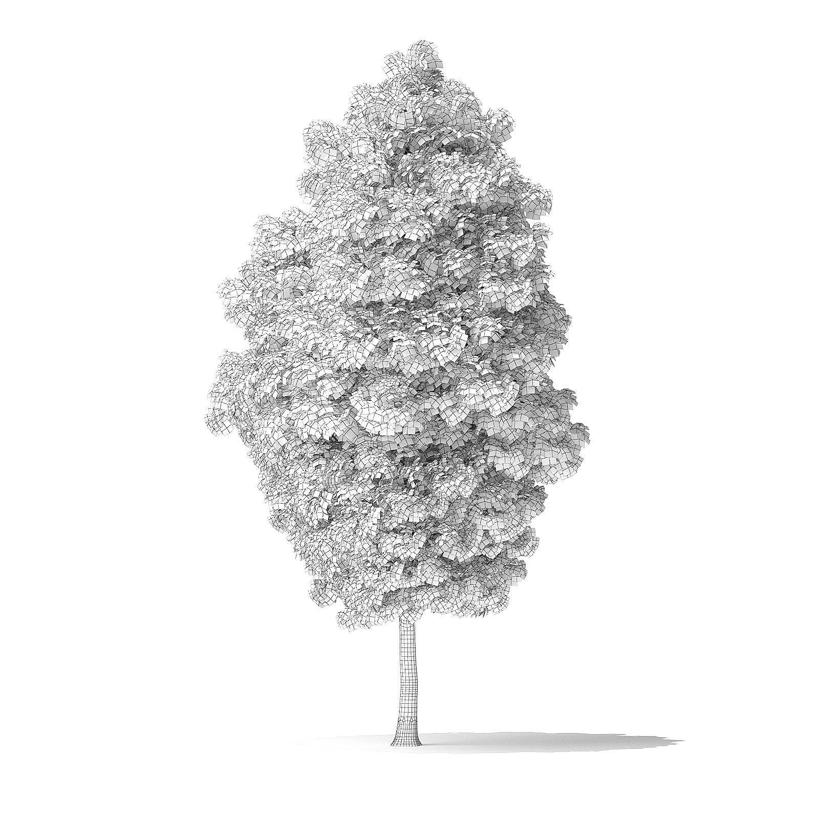 Green Ash Tree 3D Model 7m 3D model_5