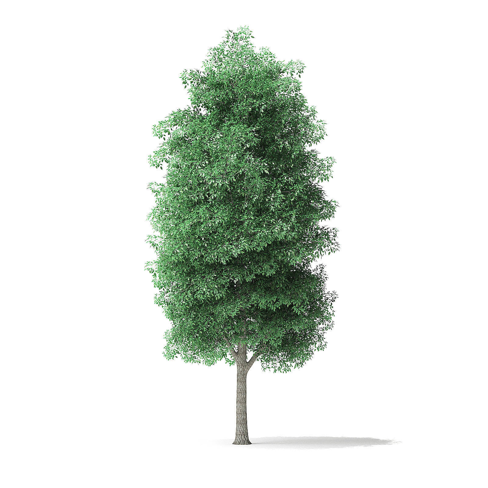 Green Ash Tree 3D Model 7m 3D model_2