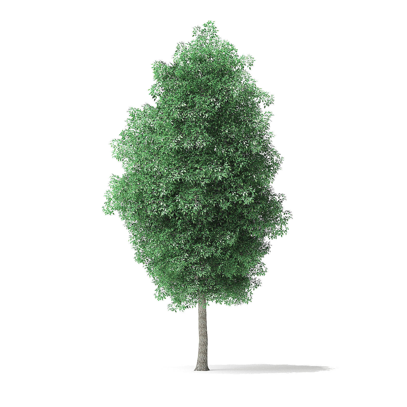 Green Ash Tree 3D Model 7m 3D model_4