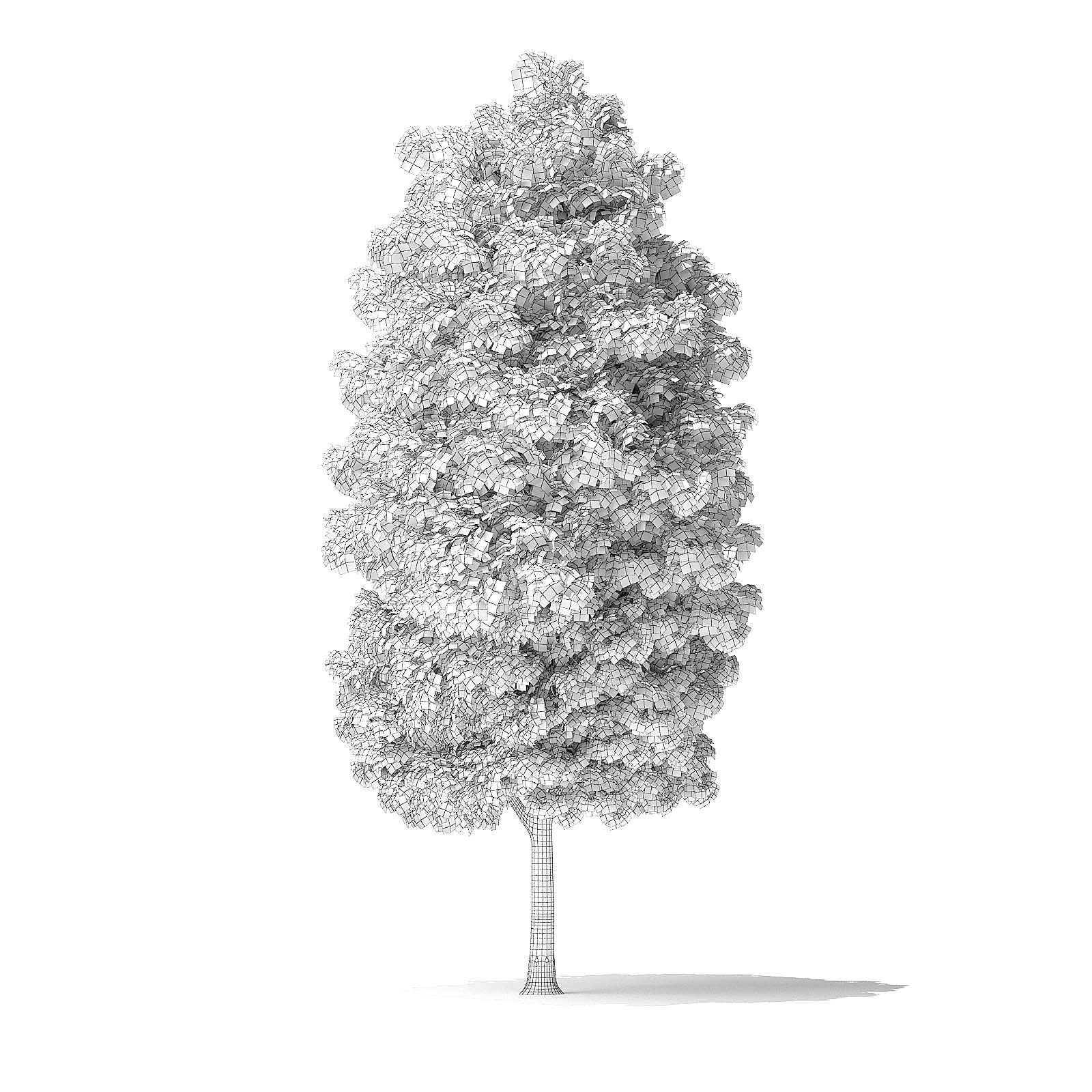 Green Ash Tree 3D Model 7m 3D model_7