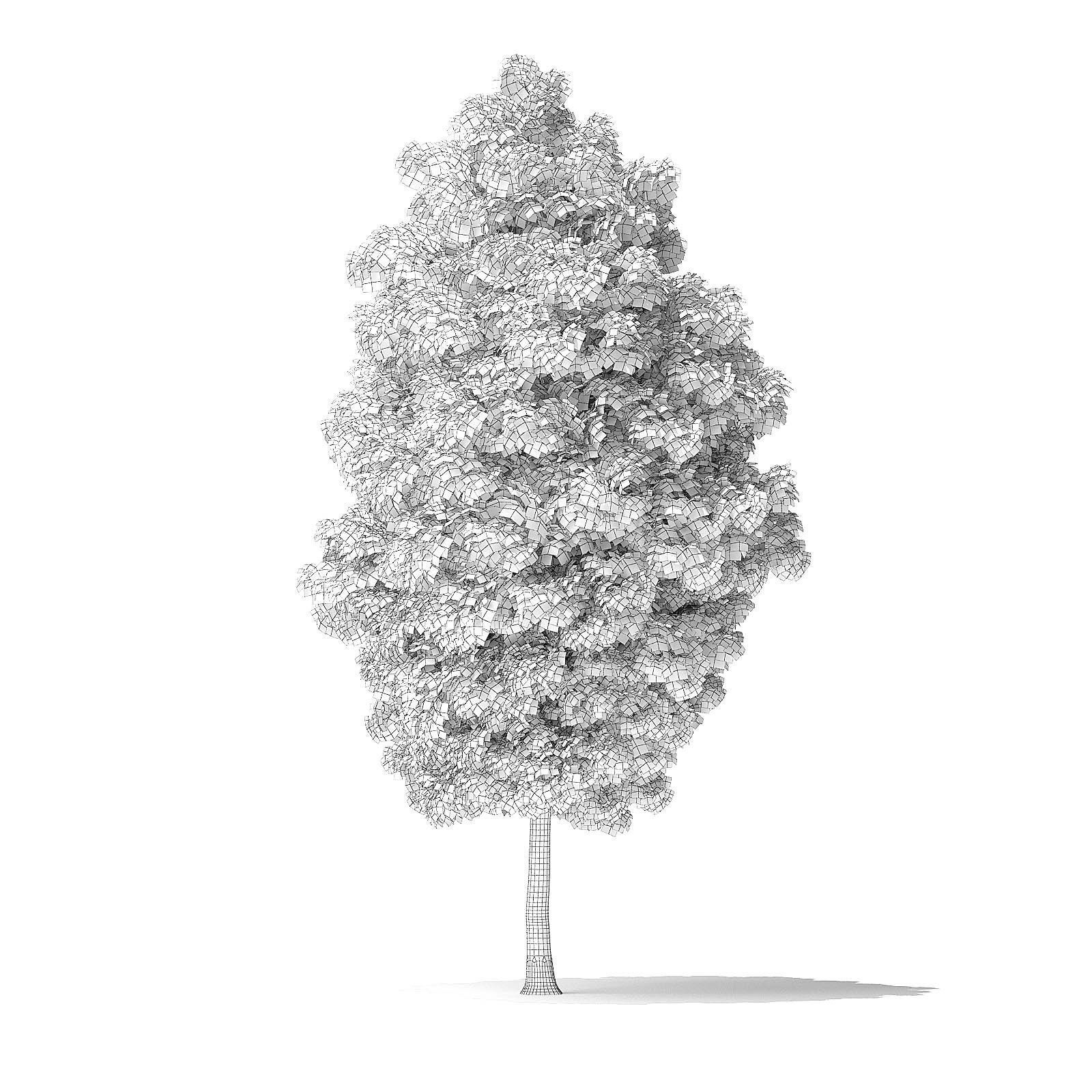 Green Ash Tree 3D Model 7m 3D model_1