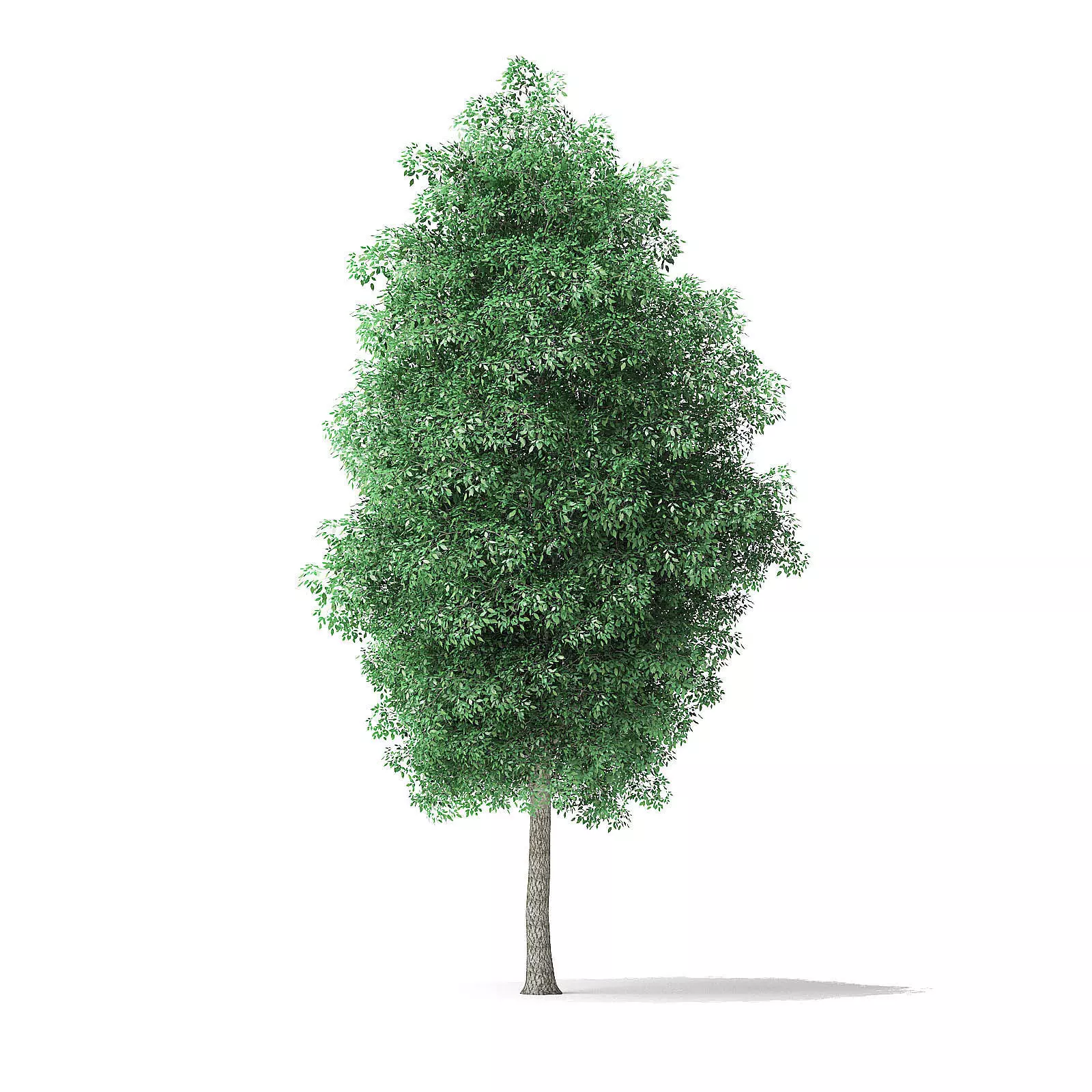 Green Ash Tree 3D Model 7m 3D model_0