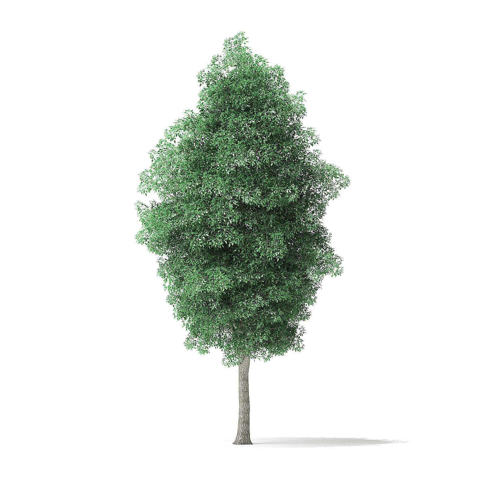 Green Ash Tree 3D Model 9m 3D model_2