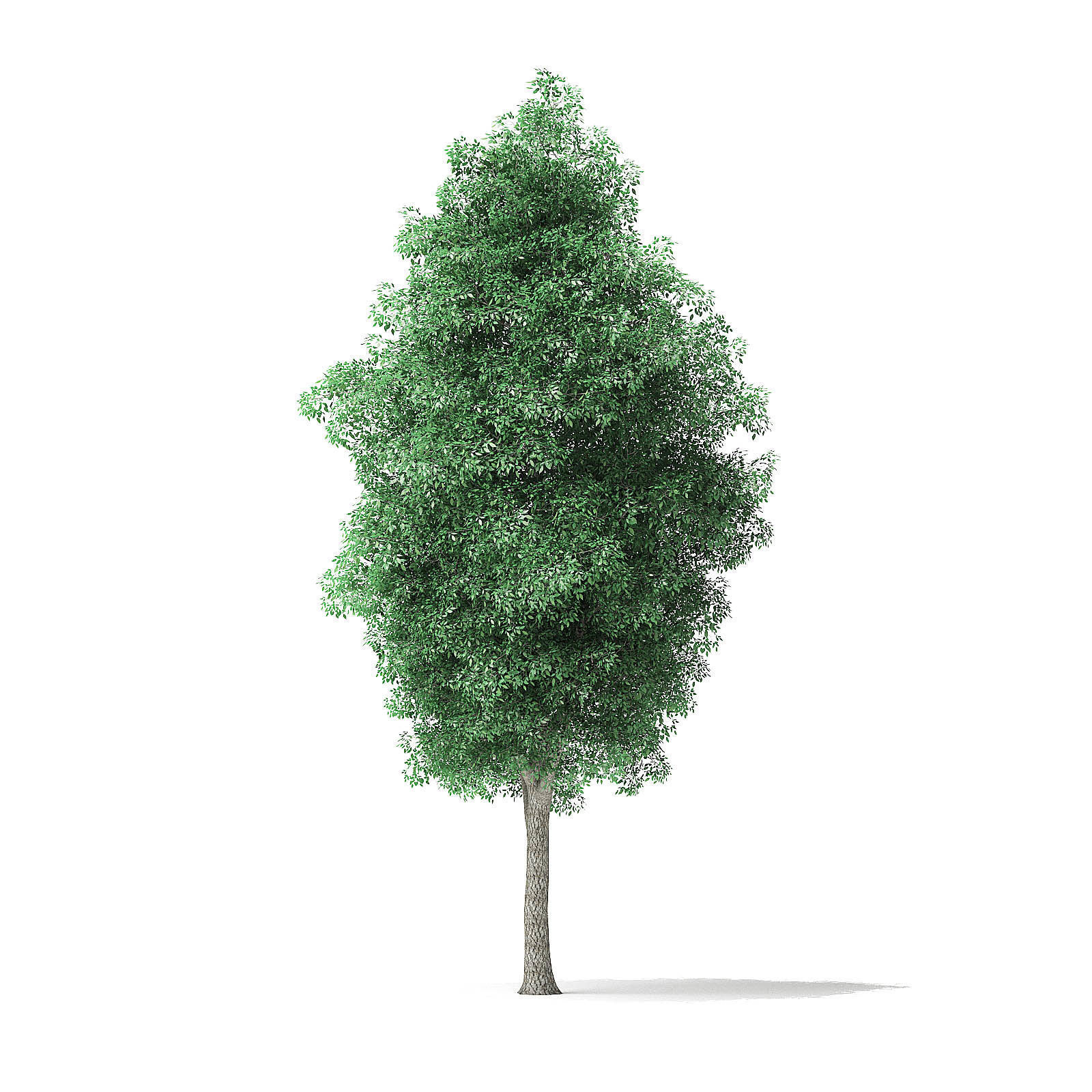 Green Ash Tree 3D Model 9m 3D model_6