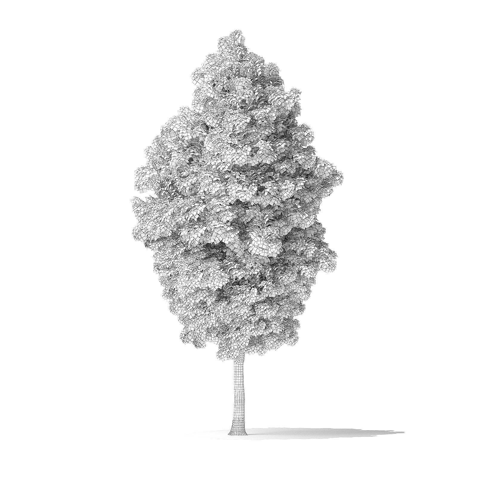 Green Ash Tree 3D Model 9m 3D model_3