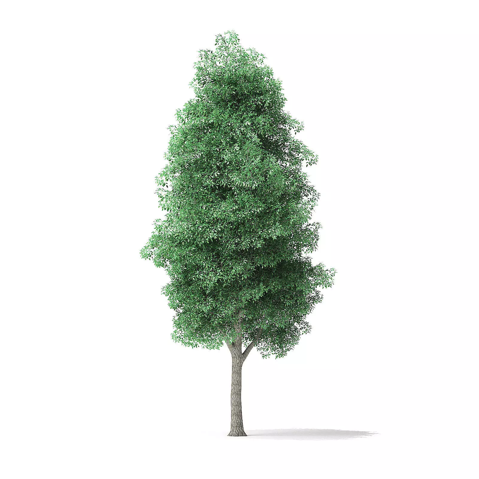 Green Ash Tree 3D Model 9m 3D model_0