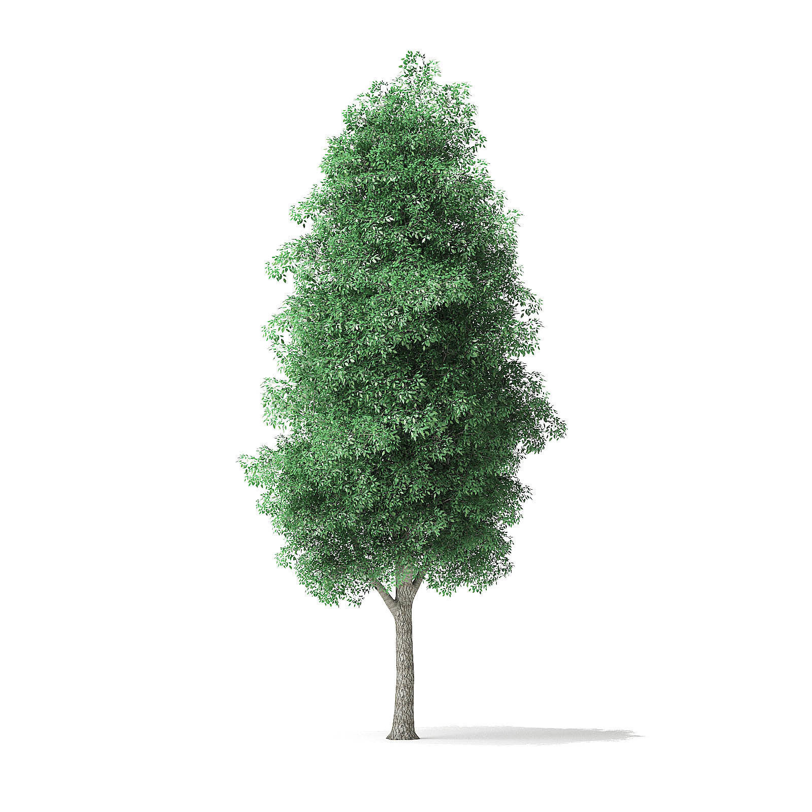 Green Ash Tree 3D Model 9m 3D model_4