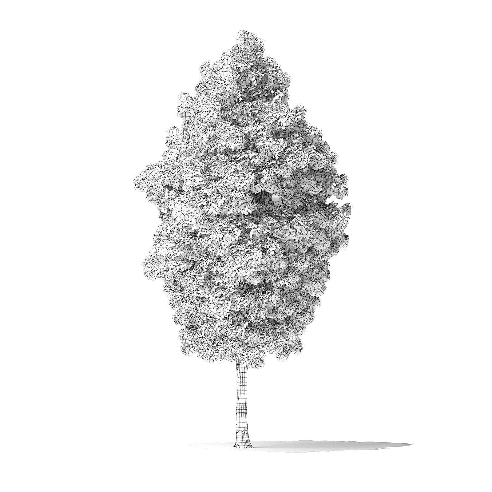 Green Ash Tree 3D Model 9m 3D model_7